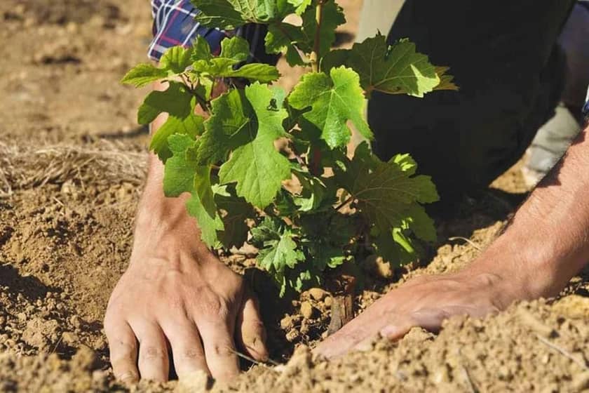 کاشت نهال انگور