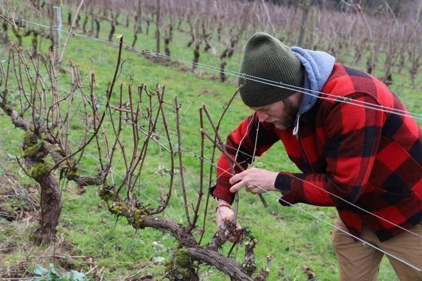 کاشت نهال انگور