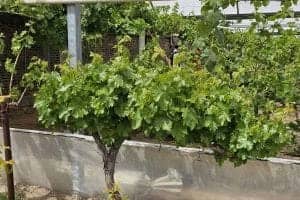 هرس سبز انگور