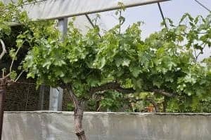 هرس تابستانه انگور