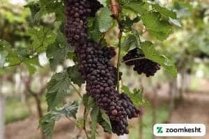 انگور یاقوتی