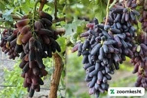 انگور موندراپ