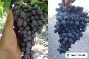 انگور ترکمن