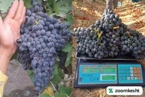 انگور شرابی