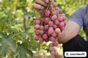 انگور ردگلوب