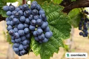 انگور بلک سیدلس