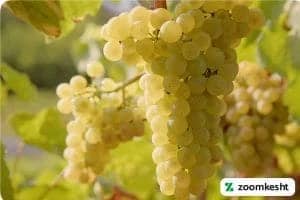 انگور کشمشی