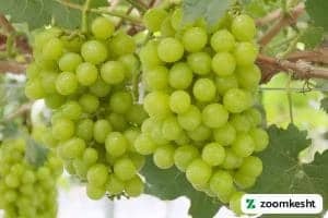 انگور موسکات