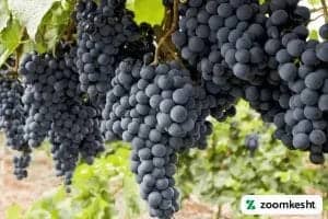 انگور صاحبی