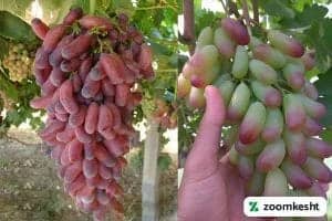 انگور مکیاج