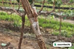 انواع پیوند انگور