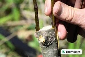 پیوند پوستی انگور