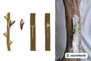 پیوند شکمی انگور