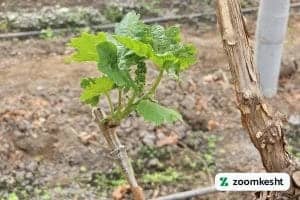 انواع پیوند انگور