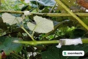 پیوند سبز انگور