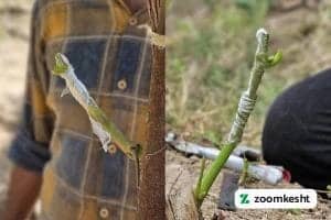 پیوند سبز انگور