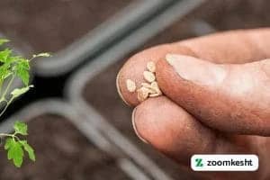 پرورش گوجه فرنگی