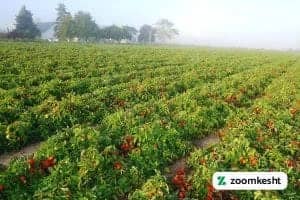 پرورش گوجه فرنگی