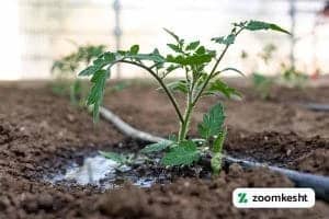 پرورش گوجه فرنگی