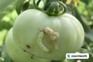 پرورش گوجه فرنگی