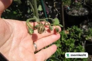 پرورش گوجه فرنگی