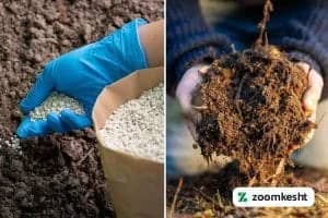 کوددهی انار