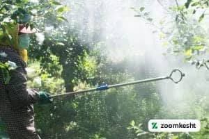 کوددهی انار