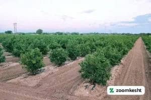 کوددهی انار