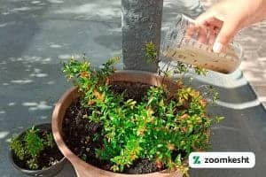 کوددهی انار