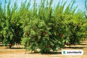 کاشت درخت انار