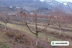 کاشت درخت انار