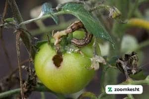 آفت گوجه فرنگی