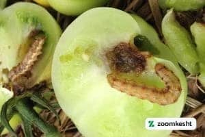 آفات گوجه فرنگی