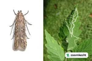 آفات گوجه فرنگی