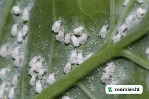 آفات گوجه فرنگی