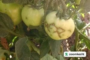 آفات گوچه فرنگی