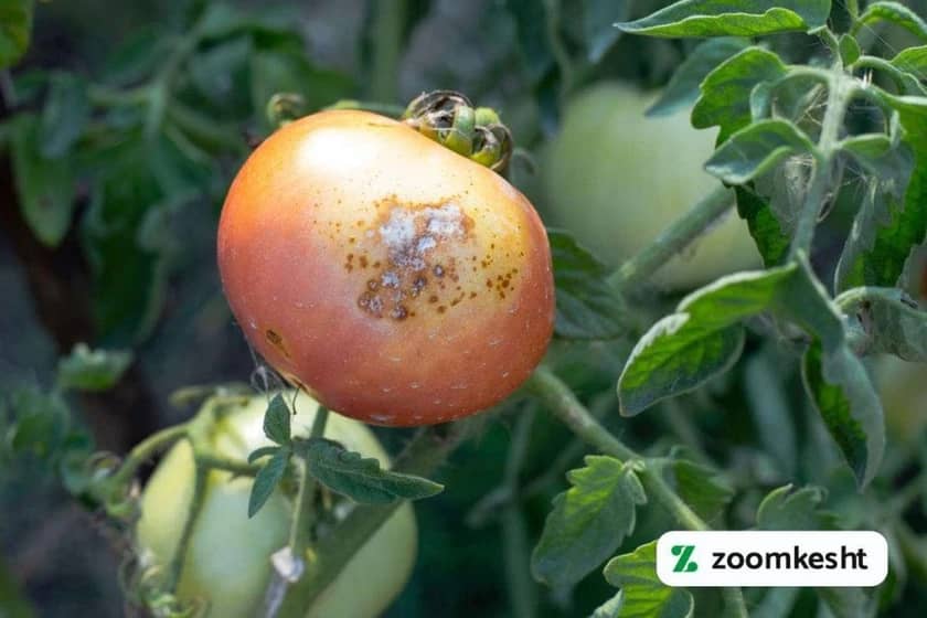 بیماری گوجه فرنگی