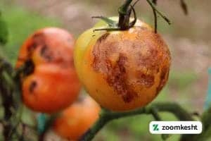 بیماری گوجه فرنگی