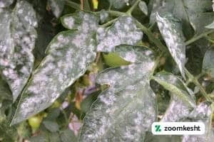 بیماری گوجه فرنگی