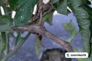 بیماری گوجه فرنگی