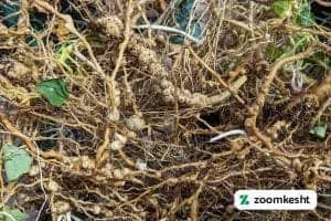 بیماری گوجه فرنگی