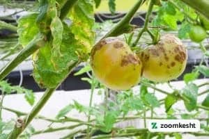 آفات گوجه فرنگی