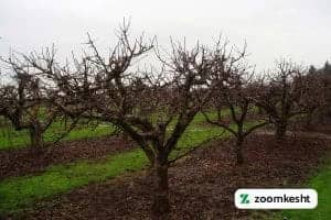 هرس درخت سیب