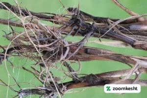 آفت و بیماری گندم