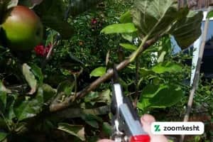 هرس فرم دهی سیب