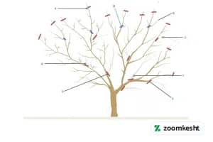 هرس فرم دهی سیب