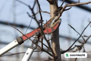 هرس درخت میوه