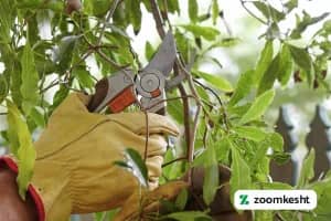 هرس درخت میوه