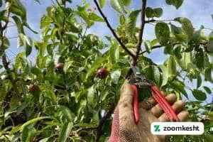 زمان هرس گلابی