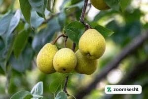 هرس درخت گلابی